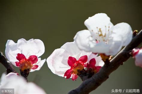 紅艷桃花查詢|八字神煞解析——紅艷